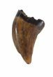 Raptor (Acheroraptor) Tooth - Montana #44940-1